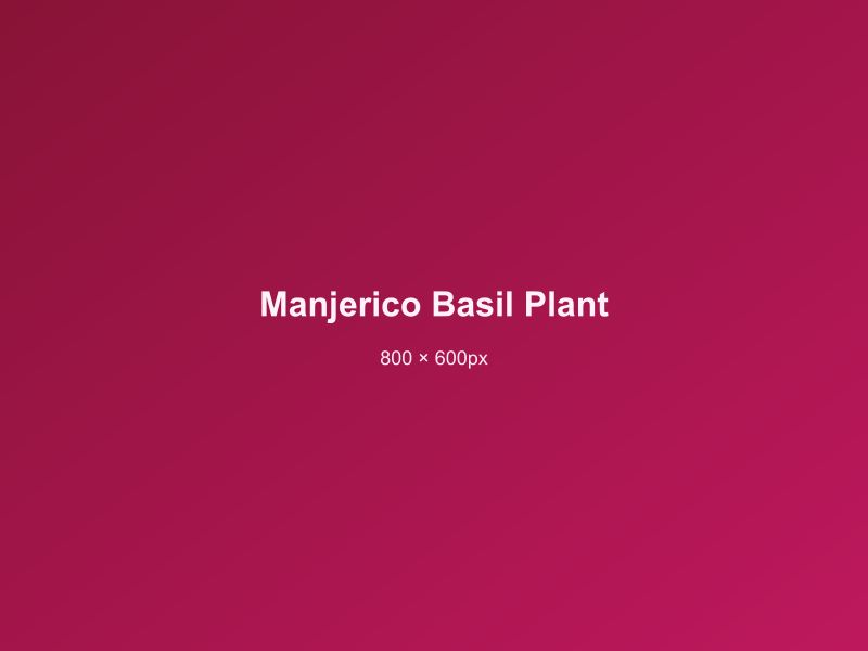 Manjerico basil plant